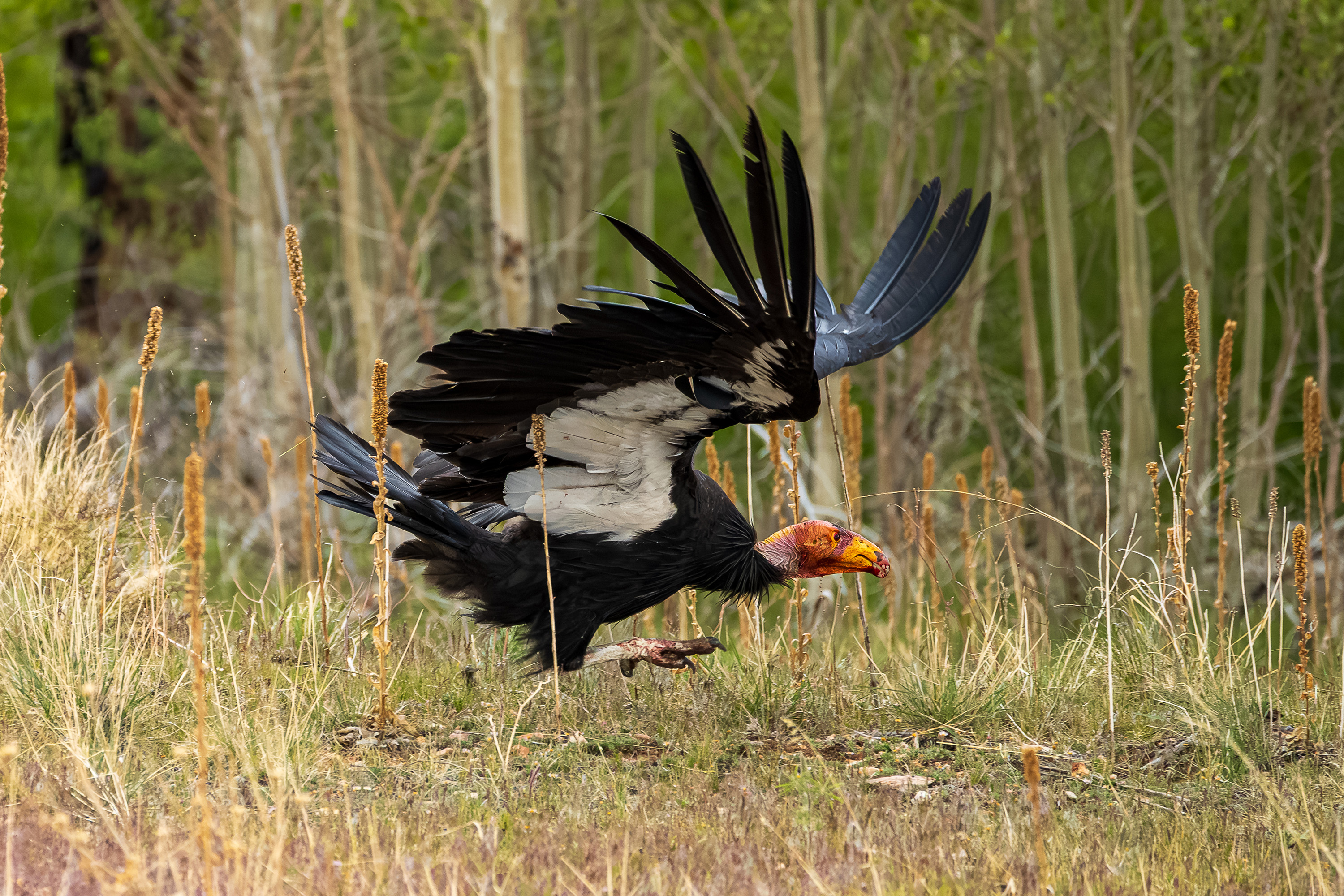 Large condor moving through grassland habitat