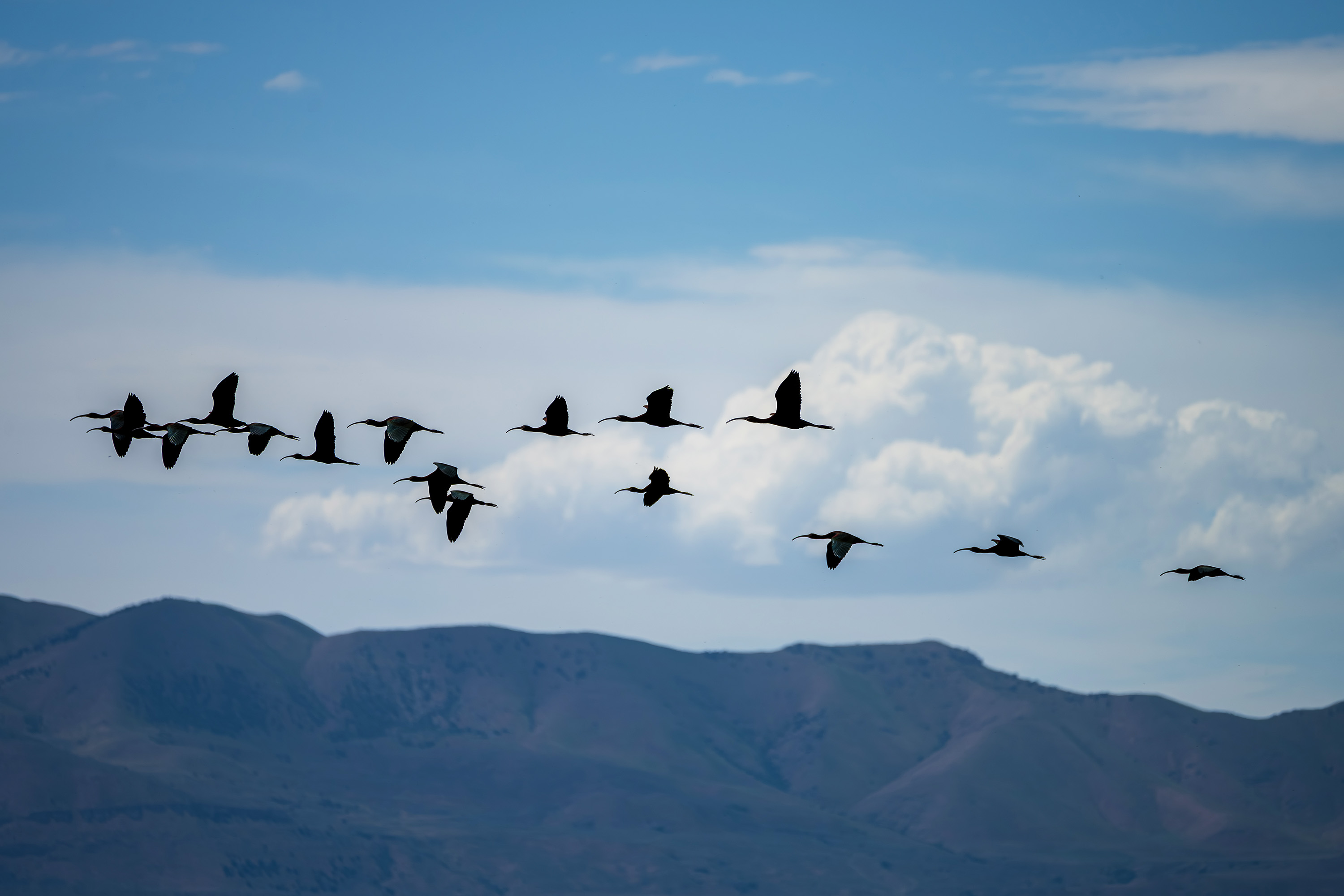 Flock of birds flying across a mountain landscape