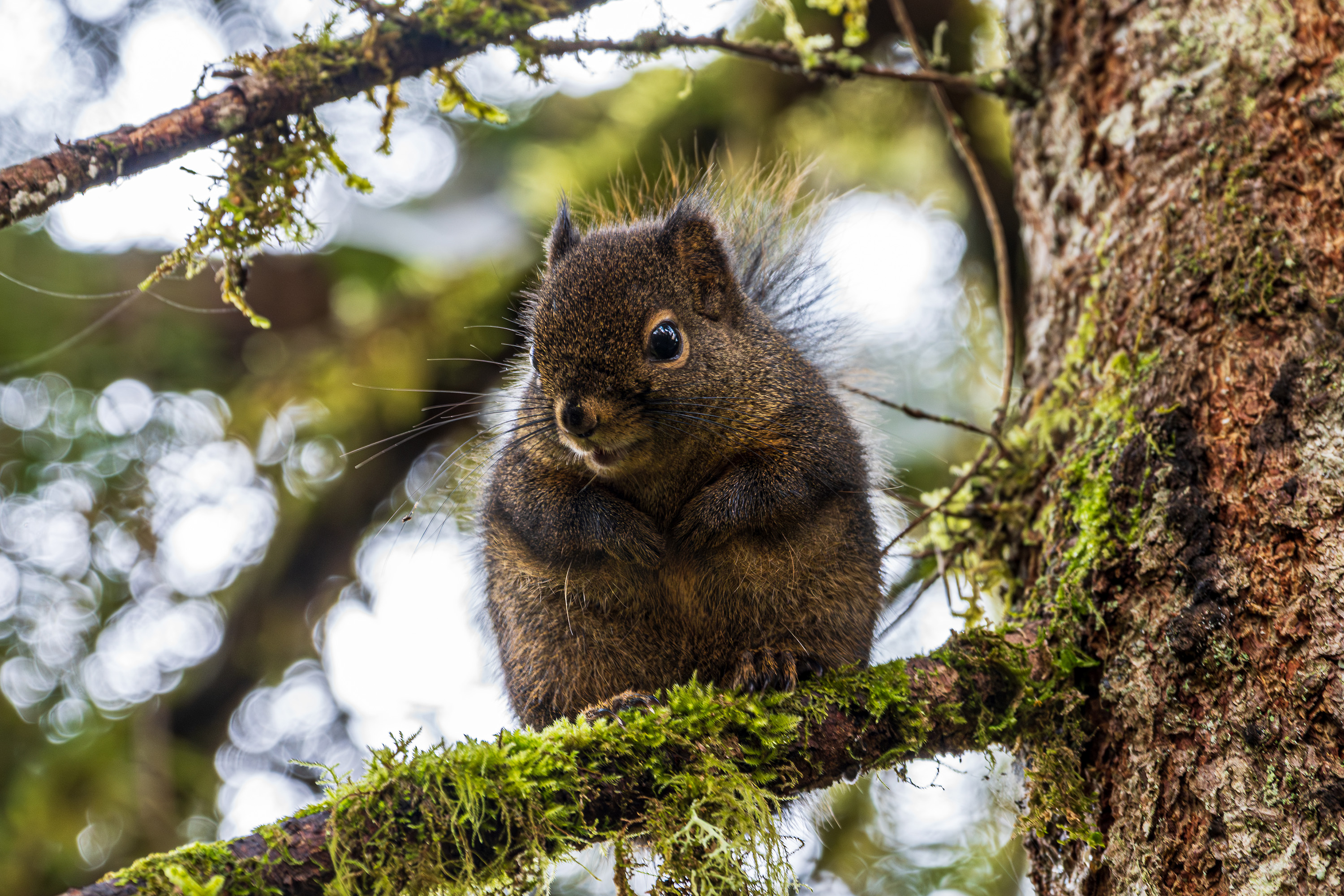 Squirrel perched in a moss-covered tree