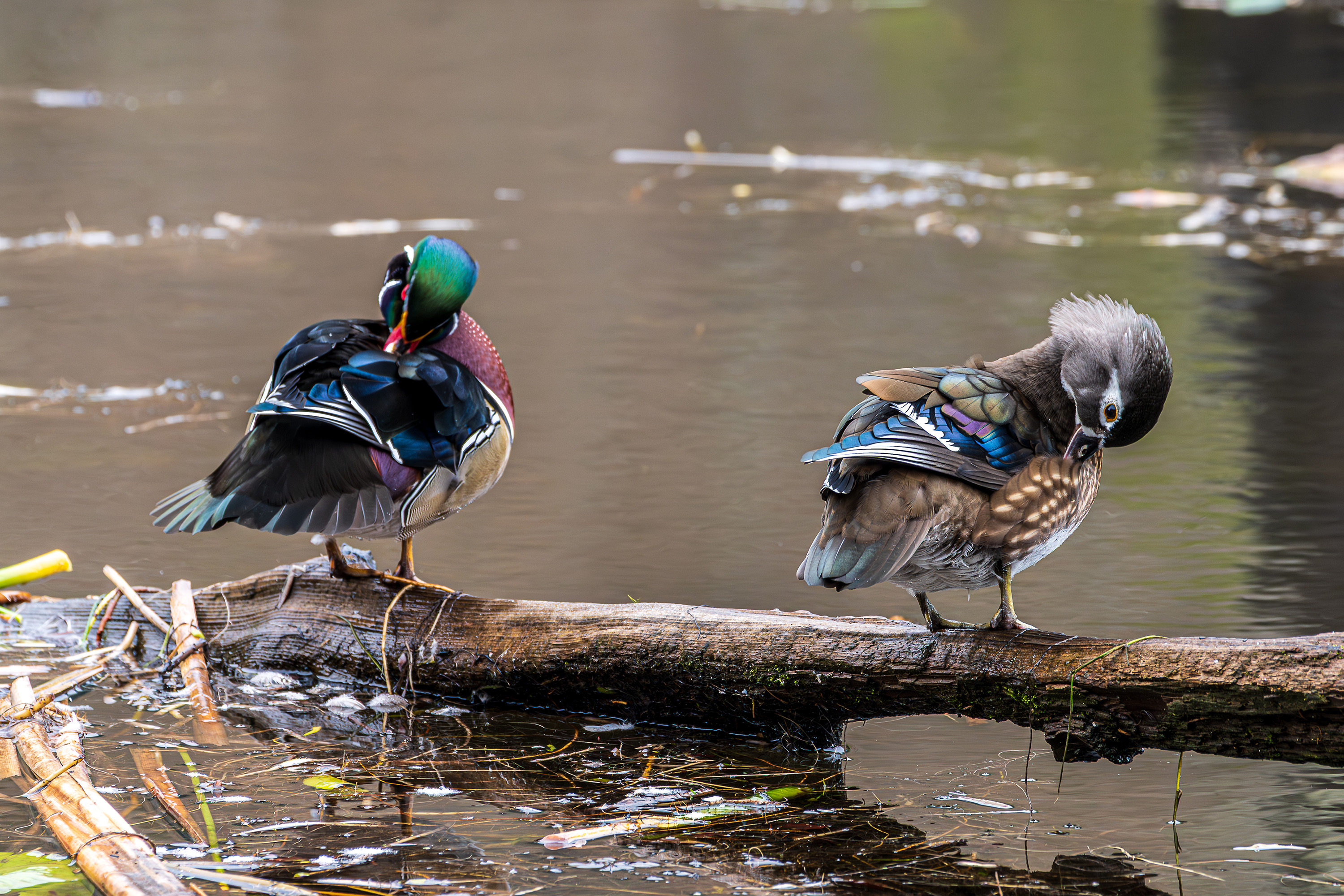 Two waterfowl resting and preening near water