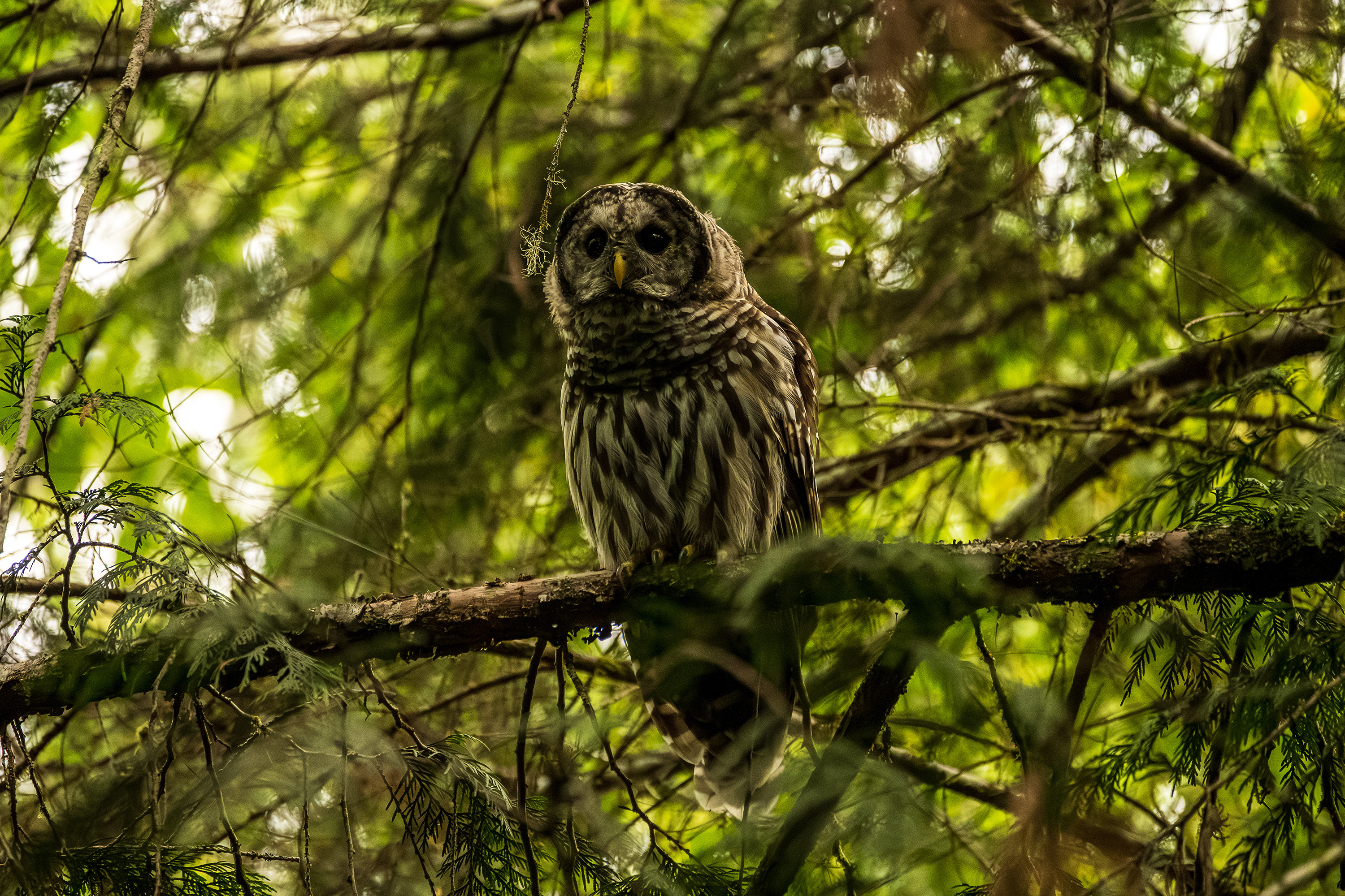 Owl partially concealed among woodland branches