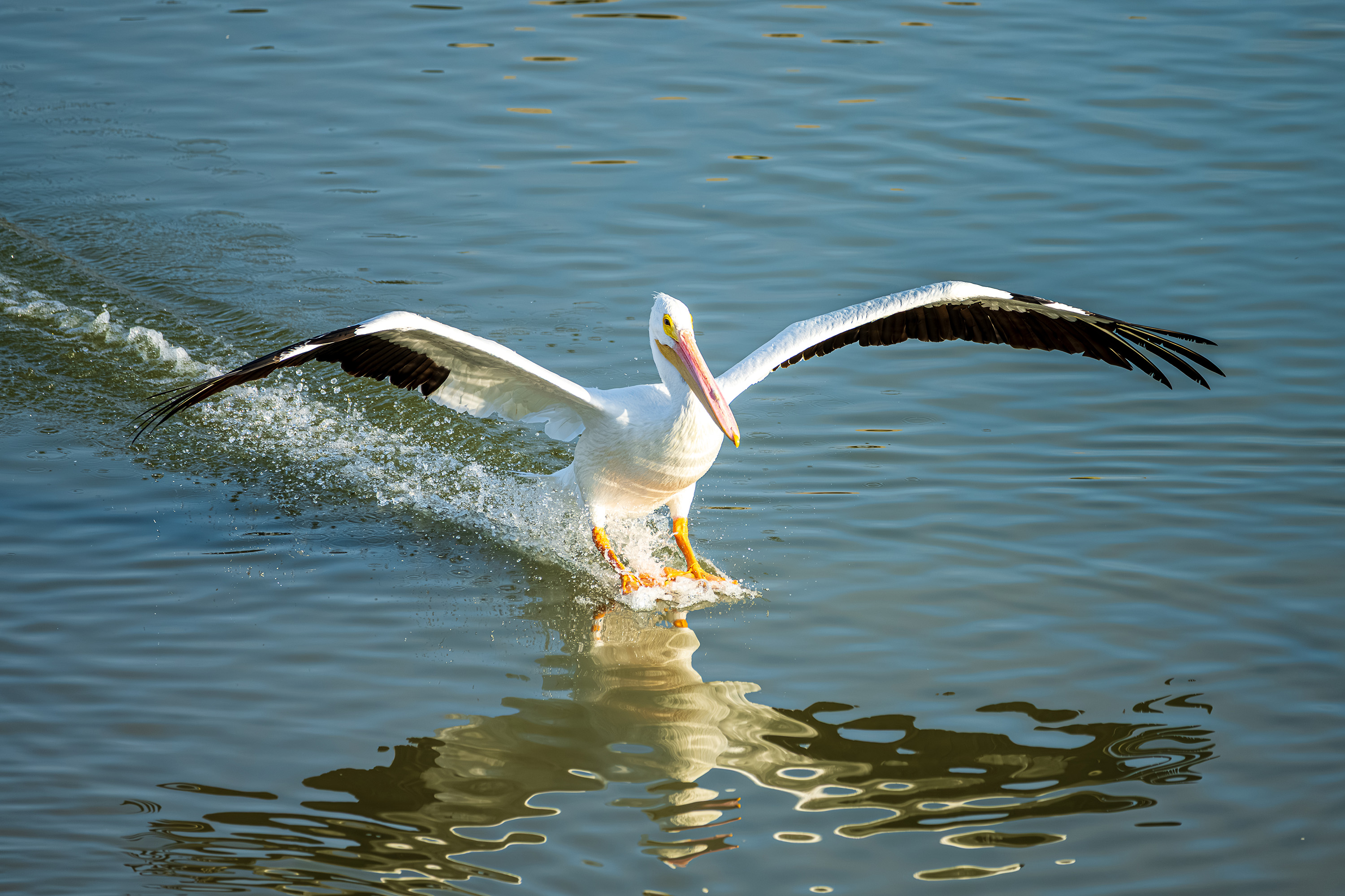 American white pelican landing on water with wings spread