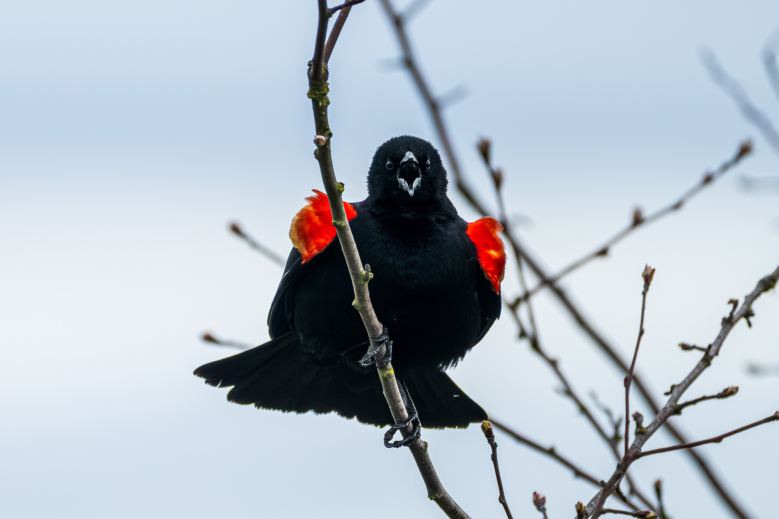 Red-winged blackbird displaying red shoulder patches