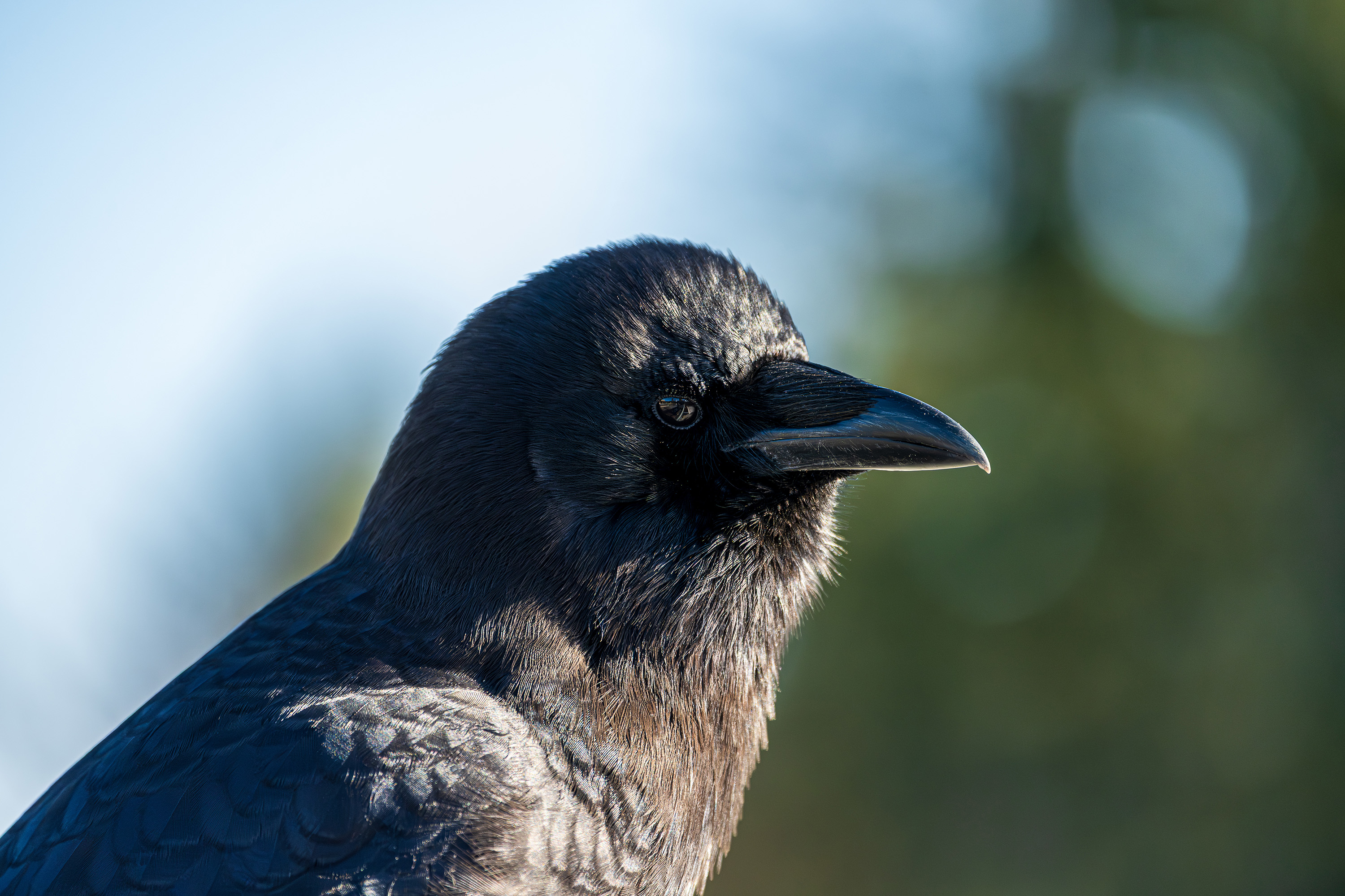 Close portrait of a corvid